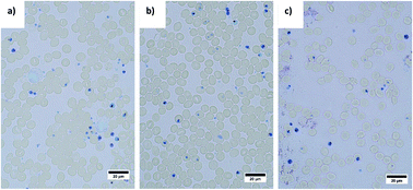 Graphical abstract: Brightfield and fluorescence in-channel staining of thin blood smears generated in a pumpless microfluidic