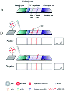 Graphical abstract: High-sensitivity detection of two H7 subtypes of avian influenza viruses (AIVs) by immunochromatographic assay with highly chromatic red silica nanoparticles