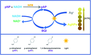 Graphical abstract: A novel light-controlled colorimetric detection assay for nitroreductase based on p-aminophenol-catalyzed and NADH-mediated synthesis of silver nanoparticles