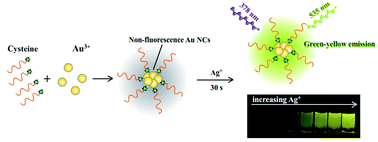 Graphical abstract: Highly selective and rapid detection of silver ions by using a “turn on” non-fluorescent cysteine stabilized gold nanocluster probe