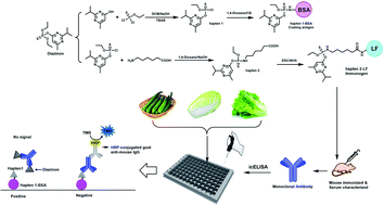 Graphical abstract: Monoclonal antibody-based icELISA for the screening of diazinon in vegetable samples