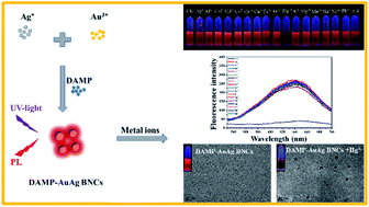 Graphical abstract: The synthesis of novel fluorescent bimetal nanoclusters for aqueous mercury detection based on aggregation-induced quenching
