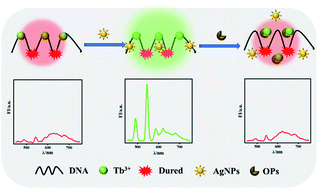 Graphical abstract: A lanthanide-based ratiometric fluorescent biosensor for the enzyme-free detection of organophosphorus pesticides