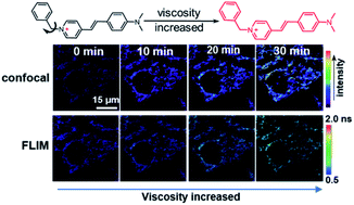 Graphical abstract: Real-time imaging of viscosity in the mitochondrial matrix by a red-emissive molecular rotor