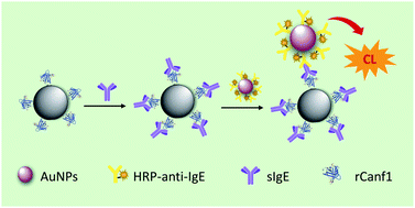 Graphical abstract: Ultrasensitive detection of specific IgE based on nanomagnetic capture and separation with a AuNP-anti-IgE nanobioprobe for signal amplification