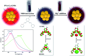 Graphical abstract: An asymmetric Schiff base-functionalized gold nanoparticle-based colorimetric sensor for Hg2+ ion determination: experimental and DFT studies