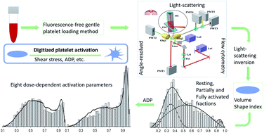Graphical abstract: Blood platelet quantification by light scattering: from morphology to activation