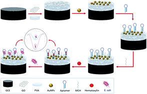 Graphical abstract: Electrochemical aptasensor for Escherichia coli O157:H7 bacteria detection using a nanocomposite of reduced graphene oxide, gold nanoparticles and polyvinyl alcohol