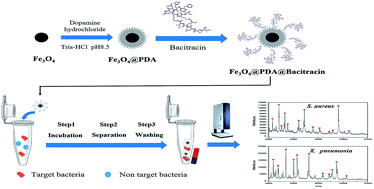 Graphical abstract: Rapid and sensitive detection of Staphylococcus aureus and Klebsiella pneumonia based on bacitracin-modified Fe3O4@PDA magnetic beads combined with matrix-assisted laser desorption ionization-time of flight mass spectrometry