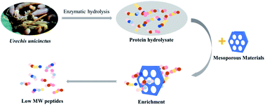 Graphical abstract: The efficient enrichment of marine peptides from the protein hydrolysate of the marine worm Urechis unicinctus by using mesoporous materials MCM-41, SBA-15 and CMK-3