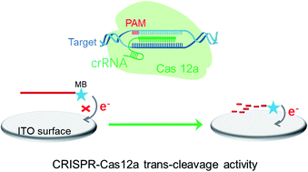 Graphical abstract: An ultrasensitive homogeneous electrochemical biosensor based on CRISPR-Cas12a