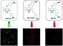 Graphical abstract: Three asymmetric BODIPY derivatives as fluorescent probes for highly selective and sensitive detection of cysteine in living cells