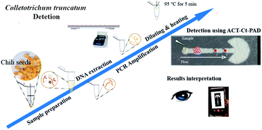 Graphical abstract: A new and high-performance microfluidic analytical device based on Fusion 5 paper for the detection of chili pepper anthracnose pathogen Colletotrichum truncatum