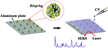 Graphical abstract: Quantitative detection of crystal violet using a surface-enhanced Raman scattering based on a flower-like HAp/Ag nanocomposite