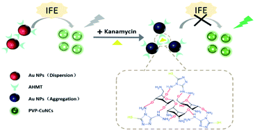 Graphical abstract: A dual-channel colorimetric and fluorescent sensor for the rapid and ultrasensitive detection of kanamycin based on gold nanoparticles-copper nanoclusters