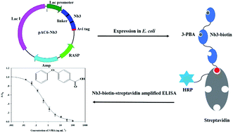Graphical abstract: Multivalent nanobody–biotin amplified enzyme-linked immunosorbent assay for the environmental detection of 3-phenoxybenzoic acid