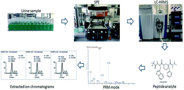Graphical abstract: Doping control analysis of small peptides in human urine using LC-HRMS with parallel reaction monitoring mode: screening and confirmation