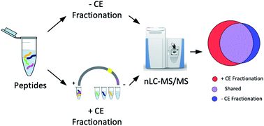 Graphical abstract: Preparative capillary electrophoresis (CE) fractionation of protein digests improves protein and peptide identification in bottom-up proteomics