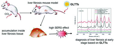 Graphical abstract: SERS diagnosis of liver fibrosis in the early stage based on gold nanostar liver targeting tags
