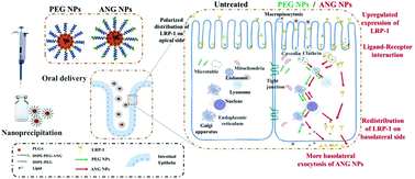 Graphical abstract: Angiopep-2-functionalized nanoparticles enhance transport of protein drugs across intestinal epithelia by self-regulation of targeted receptors