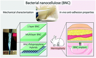 Graphical abstract: In vivo soft tissue reinforcement with bacterial nanocellulose