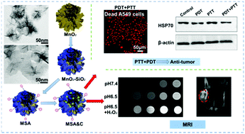 Graphical abstract: MnO2 nanoflowers as a multifunctional nano-platform for enhanced photothermal/photodynamic therapy and MR imaging