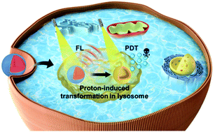 Graphical abstract: Switching energy dissipation pathway: in situ proton-induced transformation of AIE-active self-assemblies to boost photodynamic therapy