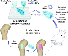 Graphical abstract: Engineering 3D-printed core–shell hydrogel scaffolds reinforced with hybrid hydroxyapatite/polycaprolactone nanoparticles for in vivo bone regeneration