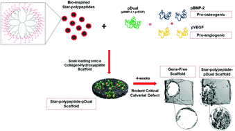 Graphical abstract: Gene activated scaffolds incorporating star-shaped polypeptide-pDNA nanomedicines accelerate bone tissue regeneration in vivo