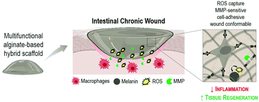 Graphical abstract: A bioinspired multifunctional hydrogel patch targeting inflammation and regeneration in chronic intestinal wounds