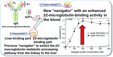Graphical abstract: Enhanced β2-microglobulin binding of a “navigator” molecule bearing a single-chain variable fragment antibody for artificial switching of metabolic processing pathways