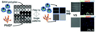 Graphical abstract: Enhanced efficiency of nonviral direct neuronal reprogramming on topographical patterns