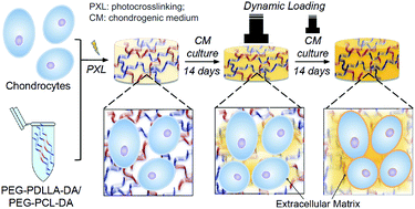 Graphical abstract: Dynamic loading enhances chondrogenesis of human chondrocytes within a biodegradable resilient hydrogel