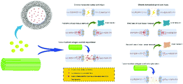 Graphical abstract: Scar tissue removal-activated endogenous neural stem cells aid Taxol-modified collagen scaffolds in repairing chronic long-distance transected spinal cord injury