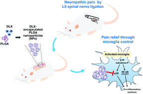 Graphical abstract: Application of PLGA nanoparticles to enhance the action of duloxetine on microglia in neuropathic pain