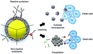 Graphical abstract: Nanocapsules with excellent biocompatibility and stability in protein solutions
