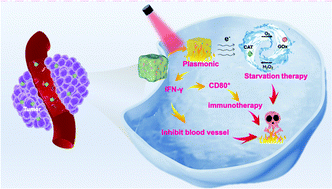 Graphical abstract: Plasmonic enhanced enzyme activity by catalytic cascade induced mutual benefit tumor starvation/immune/photothermal therapy