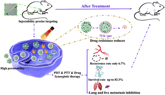 Graphical abstract: An injectable and biodegradable nano-photothermal DNA hydrogel enhances penetration and efficacy of tumor therapy
