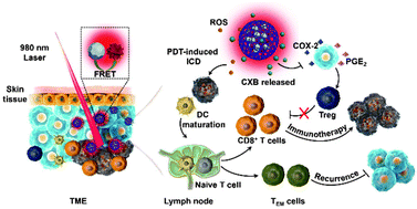 Graphical abstract: A near-infrared light-excitable immunomodulating nano-photosensitizer for effective photoimmunotherapy