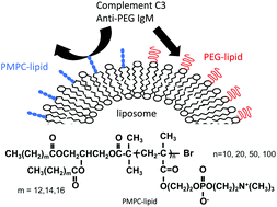 Graphical abstract: Synthesis of poly(2-methacryloyloxyethyl phosphorylcholine)-conjugated lipids and their characterization and surface properties of modified liposomes for protein interactions