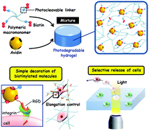 Graphical abstract: Photodegradable avidin-biotinylated polymer conjugate hydrogels for cell manipulation