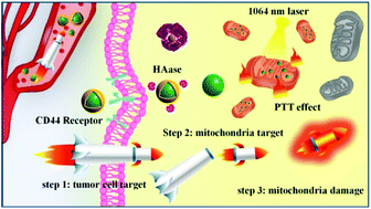 Graphical abstract: Cascade targeting tumor mitochondria with CuS nanoparticles for enhanced photothermal therapy in the second near-infrared window