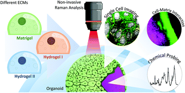 Graphical abstract: Non-invasive analysis of pancreas organoids in synthetic hydrogels defines material-cell interactions and luminal composition
