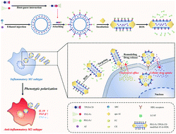 Graphical abstract: Supramolecular copolymer modified statin-loaded discoidal rHDLs for atherosclerotic anti-inflammatory therapy by cholesterol efflux and M2 macrophage polarization