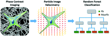 Graphical abstract: Functional label-free assessment of fibroblast differentiation in 3D collagen-I-matrices using particle image velocimetry