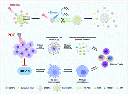 Graphical abstract: Enhanced anti-tumor efficacy by inhibiting HIF-1α to reprogram TAMs via core-satellite upconverting nanoparticles with curcumin mediated photodynamic therapy