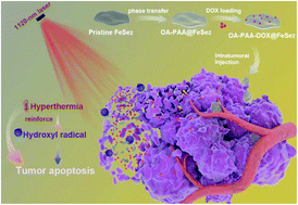 Graphical abstract: FeSe2 nanosheets as a bifunctional platform for synergistic tumor therapy reinforced by NIR-II light