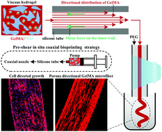 Graphical abstract: Pre-shear bioprinting of highly oriented porous hydrogel microfibers to construct anisotropic tissues