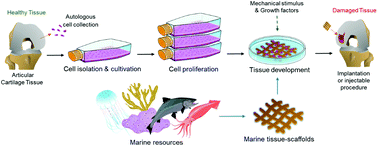 Graphical abstract: Marine origin materials on biomaterials and advanced therapies to cartilage tissue engineering and regenerative medicine