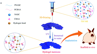 Graphical abstract: 3D printing of lubricative stiff supramolecular polymer hydrogels for meniscus replacement